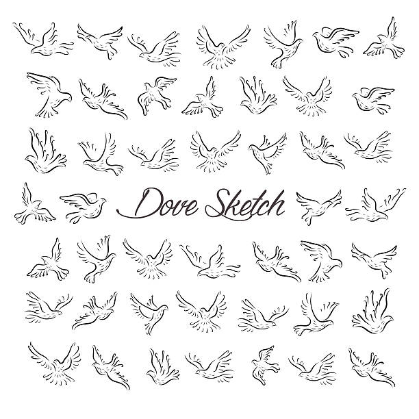 Dove and Pigeon Set in Sketch Style vector art illustration