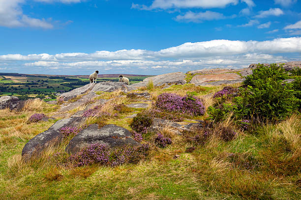 istock Ilkley More in late Summer 477825157
