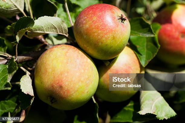 りんごの果樹園ます - みずみずしいのストックフォトや画像を多数ご用意 - みずみずしい, オーガニック, カラー画像