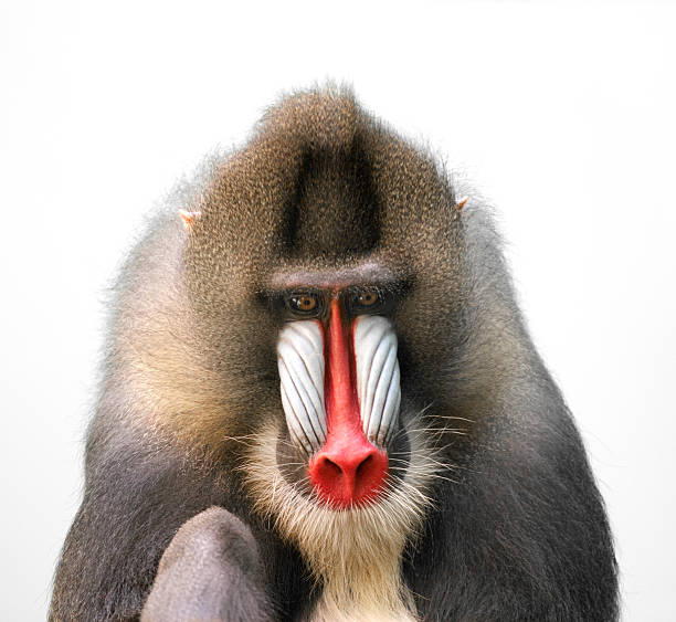 Mandrill (Mandrillus sphinx) Mandrill (Mandrillus sphinx) isolated on white mandrill photos stock pictures, royalty-free photos & images
