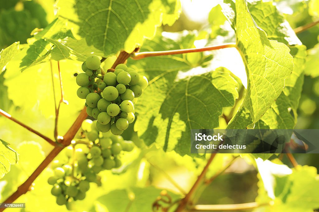 White wine grape Riesling in der Sonne - Lizenzfrei Abenddämmerung Stock-Foto