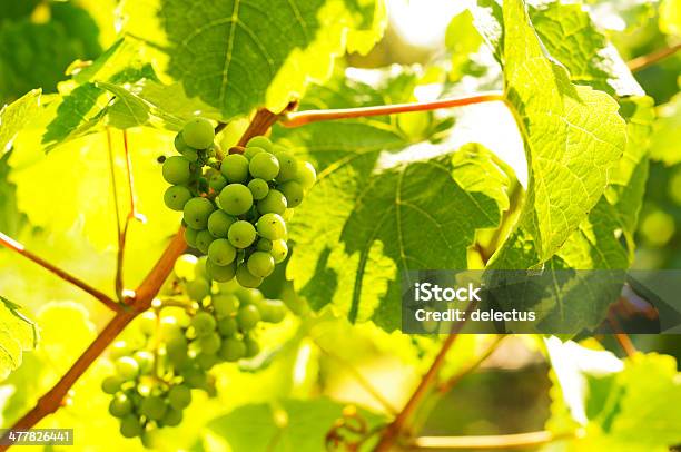 White Wine Grape Riesling In Der Sonne Stockfoto und mehr Bilder von Abenddämmerung - Abenddämmerung, Deutschland, Fotografie