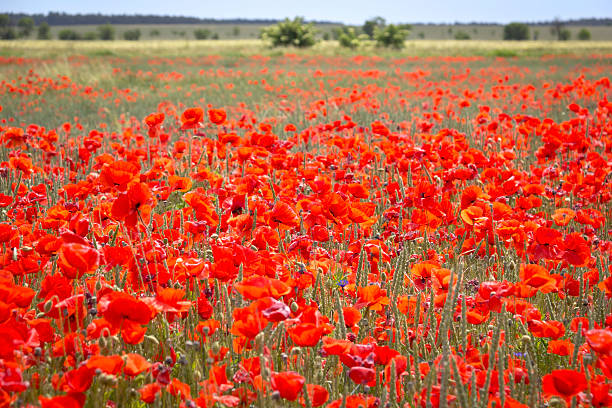 rouges coquelicots fleurs - poppy flower field corn poppy photos et images de collection