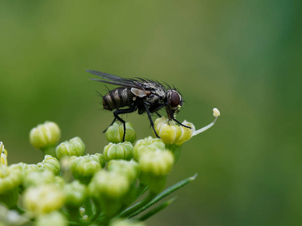 istock Close-up of a fly on tiny flowers 477828206