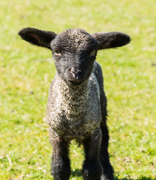 istock Portrait of Shropshire lamb in meadow 477828996