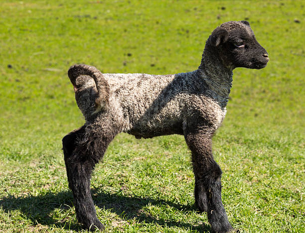 istock Side view of Shropshire lamb in meadow 477829006