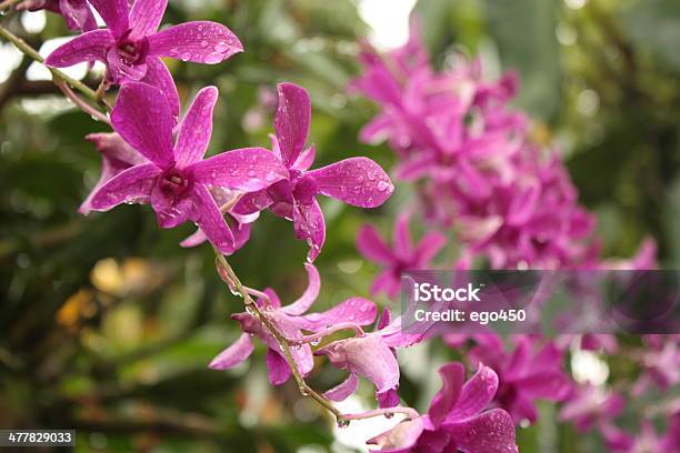 핑크 등이 0명에 대한 스톡 사진 및 기타 이미지 - 0명, 꽃-꽃의 구조, 꽃-식물