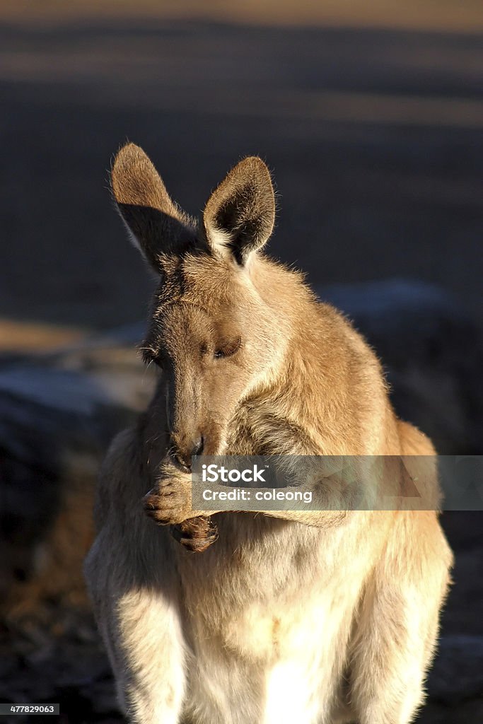 Kangaroo - Foto de stock de Agricultura royalty-free