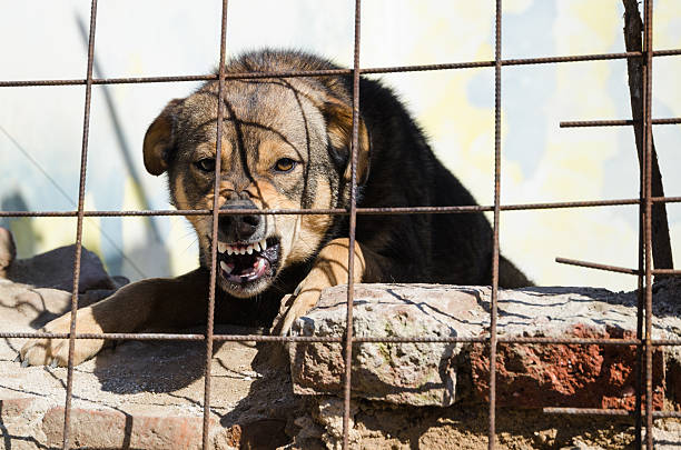 Furious dog Dog caged up barking animal sound stock pictures, royalty-free photos & images