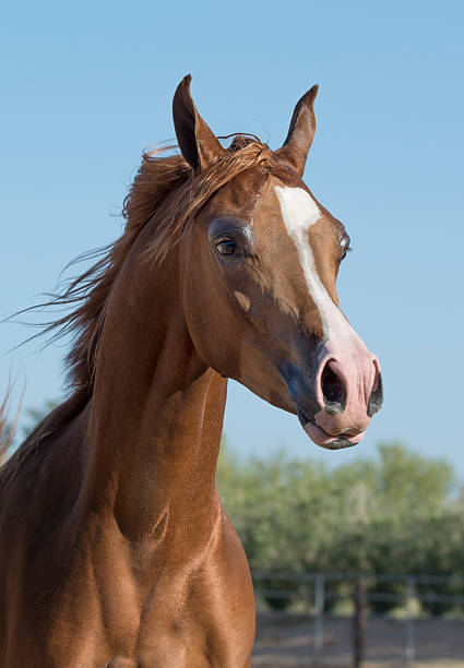 istock Sorrel Arabian horse groomed for Show 477829489