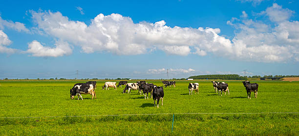 istock Cows grazing in a sunny meadow in spring 477829496