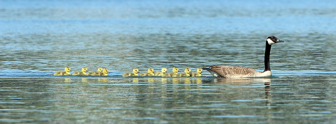 a Canada goose swiming along with her 10 goslings