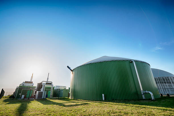Lots of corn and a biogas energy plant in the back. Focus on corn. XXL size image.