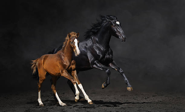 istock Black mare and her bay foal 477831567