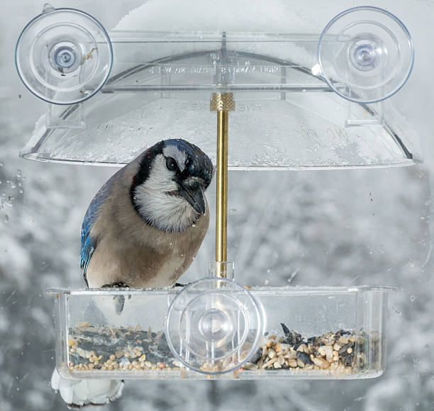 istock Blue Jay in window bird feeder 477831960
