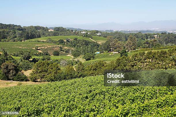 Vineyards Landscape In Constantia Valley Stock Photo - Download Image Now - 2015, Africa, Agricultural Field