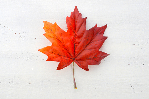 Happy Canada Day red silk maple leaf  on white wood shabby chic table