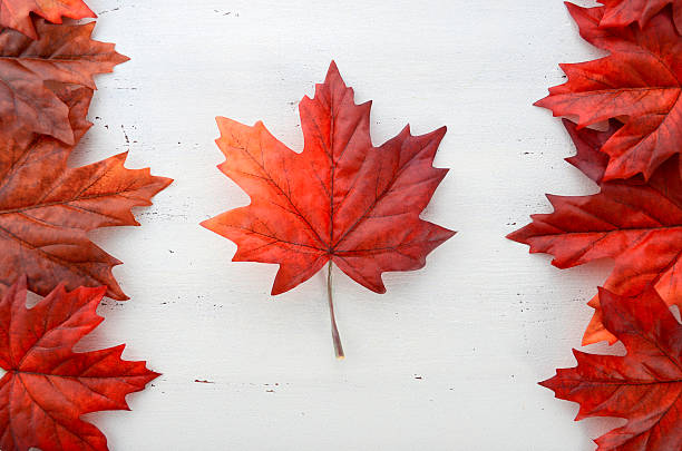 Red silk maple leaves in shape of Canadian Flag. Happy Canada Day red silk leaves in shape of Canadian Flag on white shabby chic wood table. maple leaf photos stock pictures, royalty-free photos & images