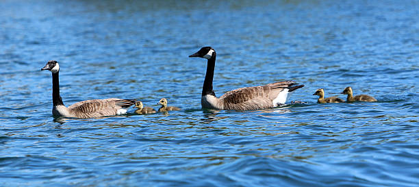 istock Canada Geese and Goslings 477832556
