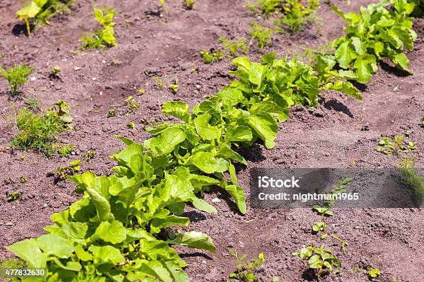 Vegetable Garden Stock Photo - Download Image Now - 2015, Agricultural Field, Agriculture