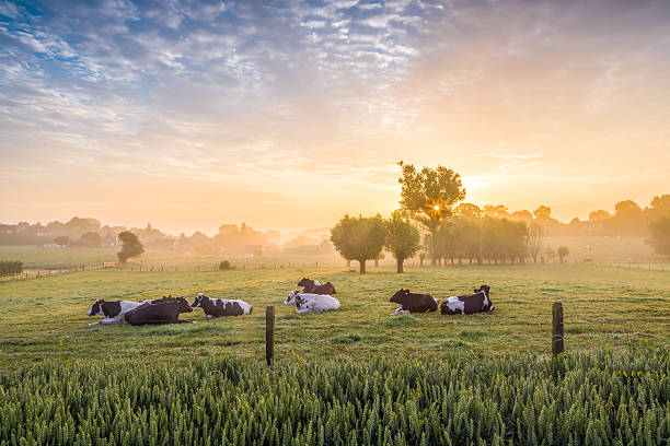 schlafen kühe bei sonnenaufgang - flanders stock-fotos und bilder