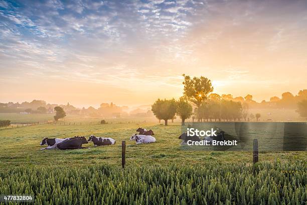 Sleeping Cows At Sunrise Stock Photo - Download Image Now - Domestic Cattle, Cow, Farm