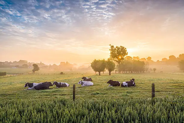 Photo of Sleeping cows at sunrise