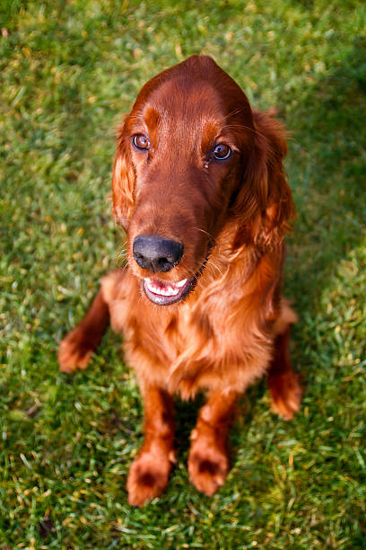 Irish setter Obedient young irish setter sitting and looking straight to camera irish red and white setter stock pictures, royalty-free photos & images