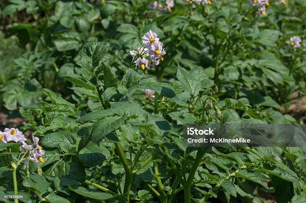 Potato Flower Potato plant blooming in the garden.  The potato is a starchy, tuberous crop from the perennial nightshade Solanum tuberosum L. 2015 Stock Photo