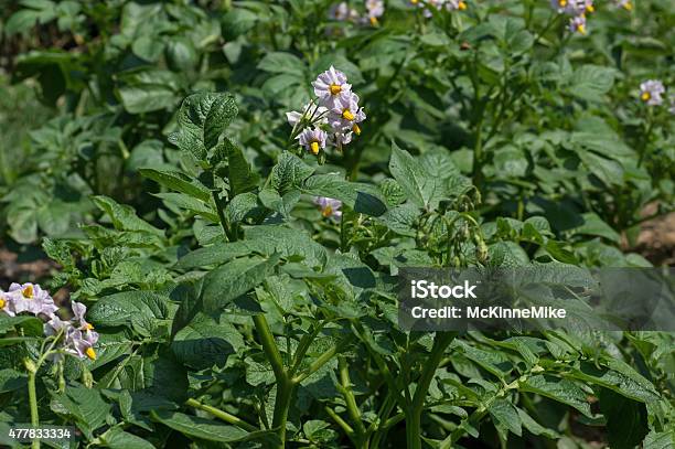 Potato Flower Stock Photo - Download Image Now - 2015, Agriculture, Annual - Plant Attribute