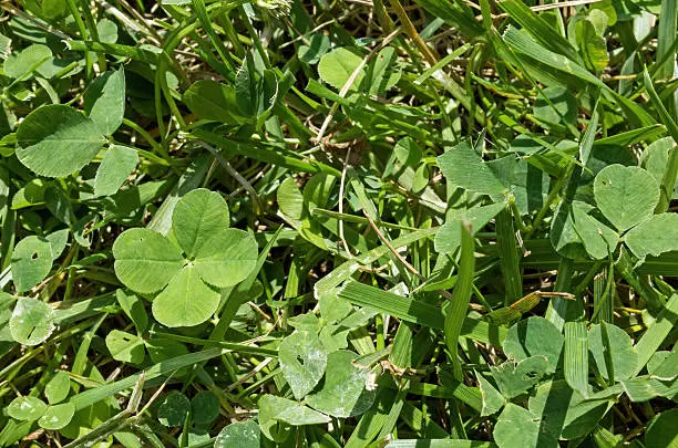 Four leaf clover in the back yard on a bright sunny day. Clover or trefoil is a genus of about 300 species of plants in the leguminous pea family Fabaceae.