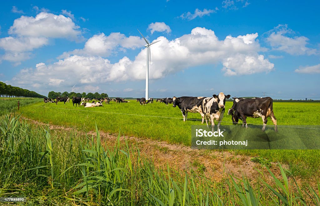 Cows grazing in a sunny meadow in spring 2015 Stock Photo