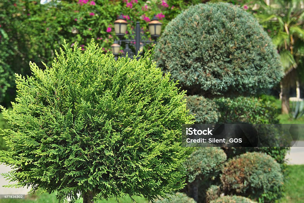 cypress. element of landscape design 2015 Stock Photo