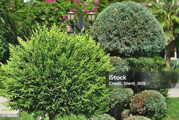 Cypress Element Of Landscape Design Stock Photo - Download Image Now - 2015, Avenue, Backgrounds