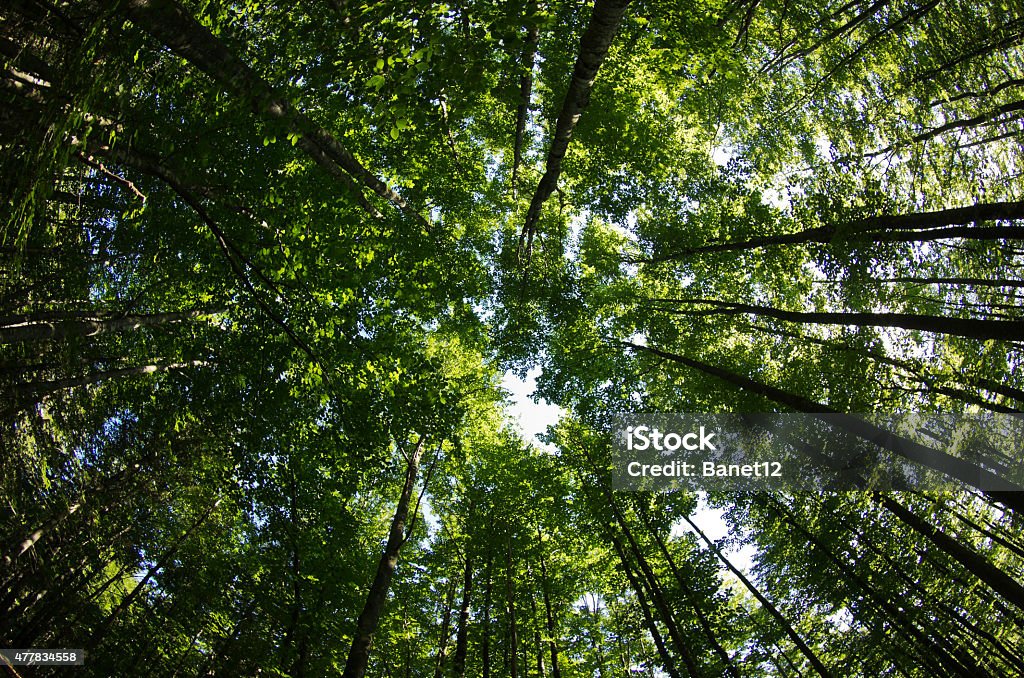 Parte superior de los árboles en una tupida bosque - Foto de stock de 2015 libre de derechos