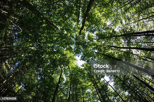 Parte Superior De Los Árboles En Una Tupida Bosque Foto de stock y más banco de imágenes de 2015 - 2015, Aire libre, Alto - Descripción física