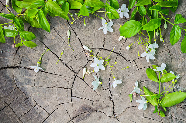 istock flowers on wooden background 477834836