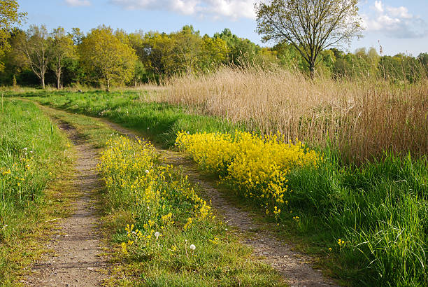 istock Yellow flowers at roadside 477834970