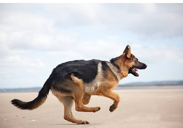istock young dog running on beach 477835135