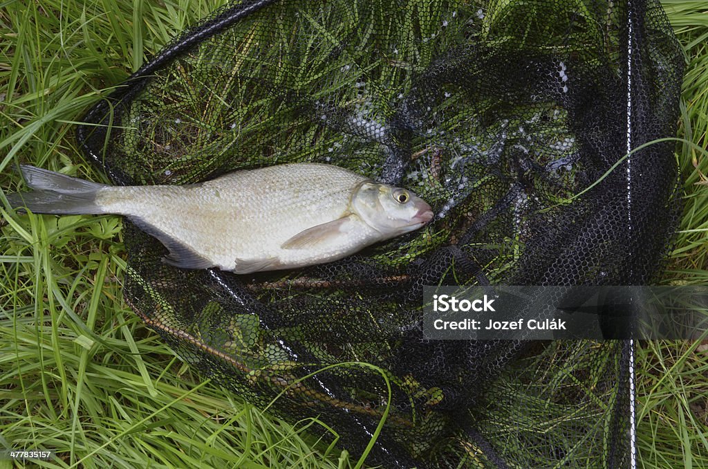 Catched peixe (Abramis Brama) no banco em rede de coleta - Foto de stock de Anzol de pesca royalty-free