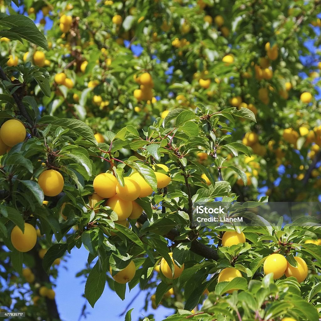 mirabelle plums at the tree yellow mirabelle plums at the tree Mirabelle Plum Stock Photo