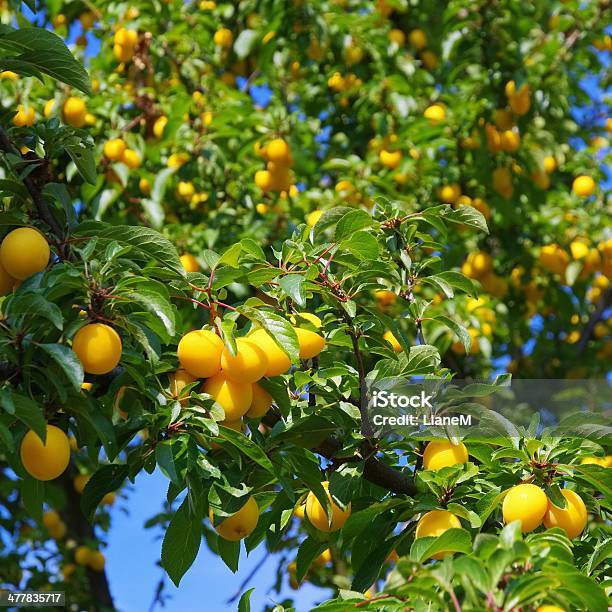Mirabelle Plums At The Tree Stock Photo - Download Image Now - Mirabelle Plum, Autumn, Branch - Plant Part