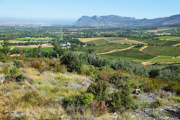 istock Vineyards landscape in Constantia valley 477835782