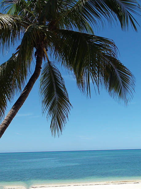 istock Palm Trees On Tropical Beach In Trinidad - Cuba 477835900
