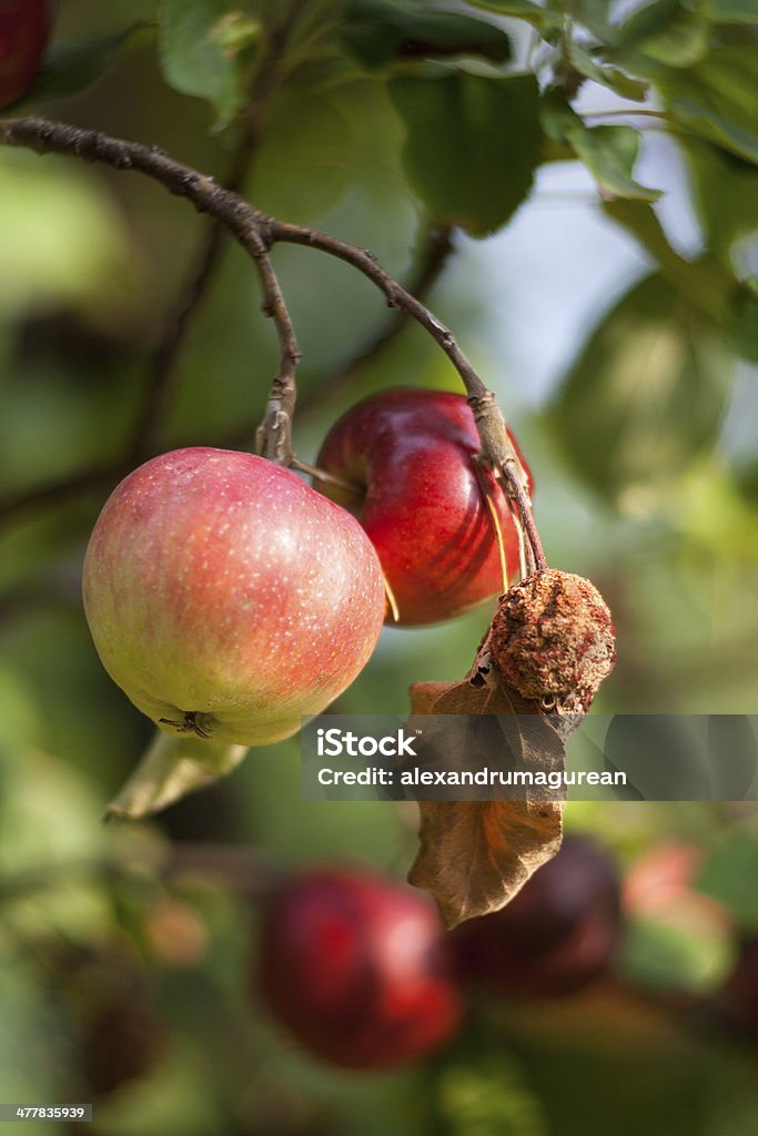 Äpfel auf einem Ast - Lizenzfrei Apfel Stock-Foto