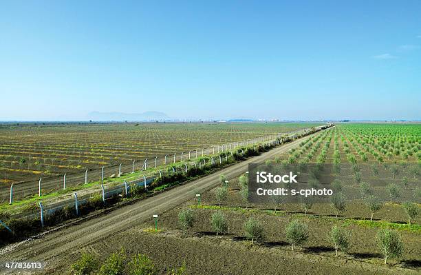 Foto de Olive Grove e mais fotos de stock de Plantação de oliveiras - Plantação de oliveiras, Agricultura, Ajardinado