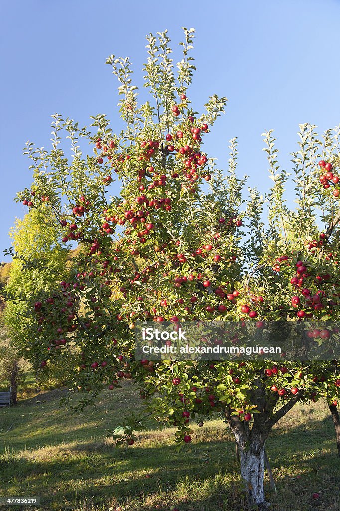 Manzanas en derivación - Foto de stock de Agricultura libre de derechos