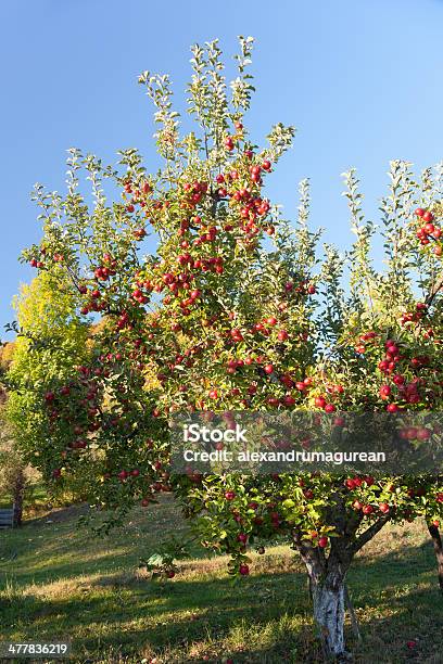 Manzanas En Derivación Foto de stock y más banco de imágenes de Agricultura - Agricultura, Aire libre, Alimento