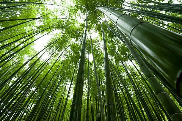 istock Views of the bamboo forest 477836624