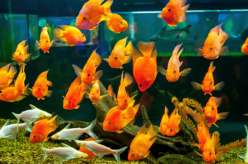 Goldfish in an aquarium.